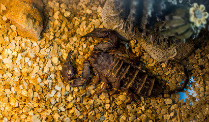 Emperor Scorpion Pandinus imperator on rusty background stinger, venom, wildlife, arachnid