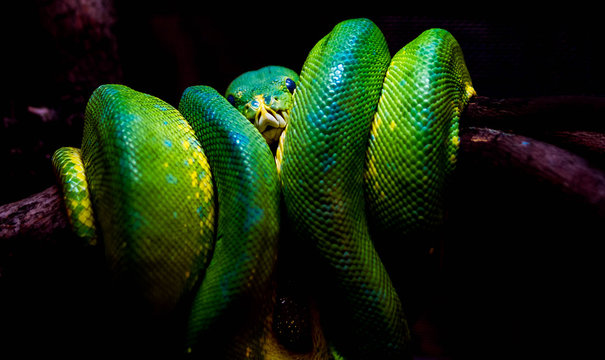 Green snake on the branch forest
