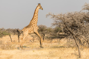 Girafe au galop