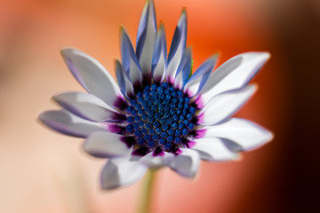 Bellis perennis is a common European species of daisy, of the Asteraceae family, often considered the archetypal species of that name