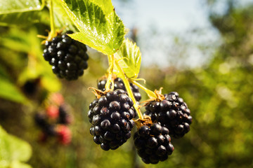 Fresh organic blackberries growing in a garden. Fruit concept