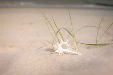 coquillage sur la plage au coucher du soleil