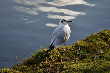 Gull By The Water Swimming Standing White Grey Birds