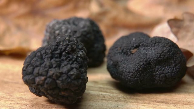 Tuber of black truffle rolls on wooden board among the oak leaves