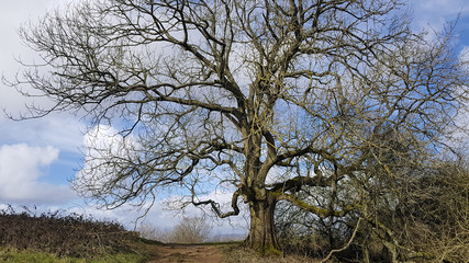 Winter tree with bare branches against a blue sky