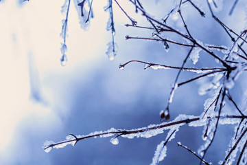 Snow-covered branches with drops