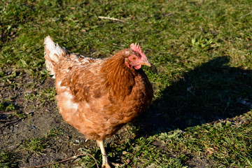 Red Brown Female Chicken Bird On The Grass In The Sun With Shadow Farm