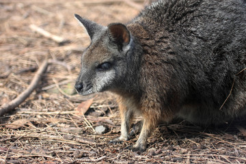 Little kangaroo Tammar Wallaby, Macropus eugeni, Australia