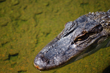 caiman, crocodile 
