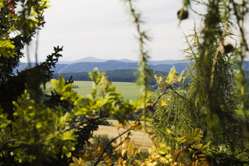Obraz premium mountain range behind the plants