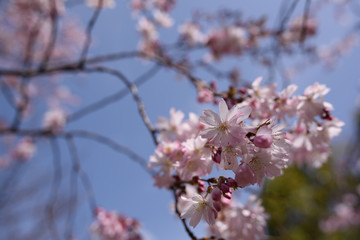 長居公園の桜