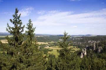 pine trees in between the earth and sky