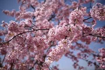 長居公園の桜