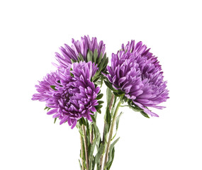 purple aster isolated on white background