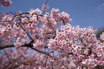 長居公園の桜