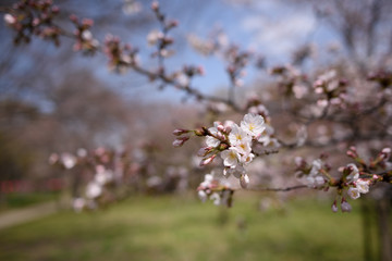 長居公園の桜