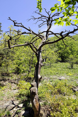 Fototapeta na wymiar Small tree with bare branches