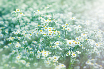 Beautiful flowering in spring - daisy flower (wild chamomile)
