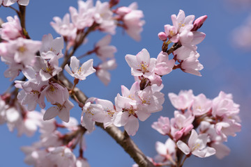 長居公園の桜