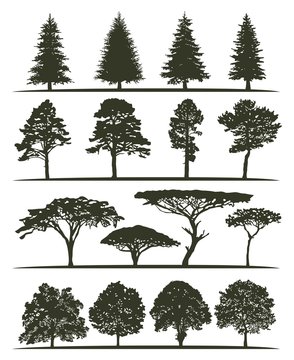 Set of trees silhouettes. Fir-trees, pines, birches, aspens and acacia trees