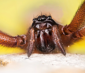 Focus Stacking - Giant House Spider, House Spider, Eratigena atrica 