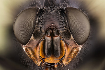 Focus Stacking - Common Blue Bottle Fly, Bluebottle Fly, Flies © Maciej Olszewski