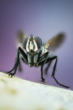 Fly, Cylindromyia brassicaria