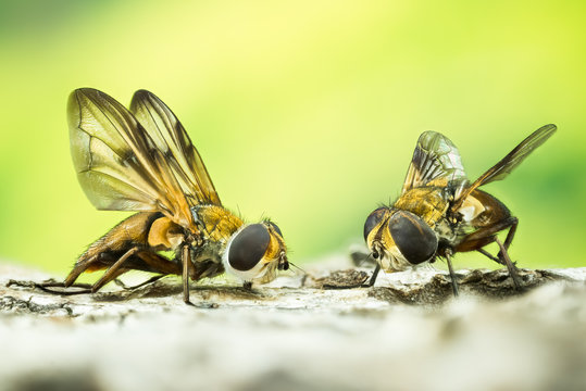 Focus Stacking - Phasia hemiptera