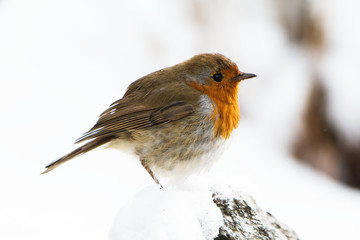 European Robin, Erithacus rubecula, Robin, Birds
