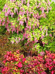 アセビとオタフクナンテン