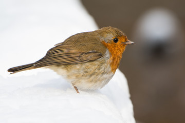 European Robin, Erithacus rubecula, Robin, Birds