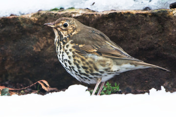 Garden songbird - Song Thrush, Turdus philomelos
