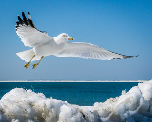 Ring-billed Gull