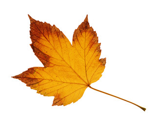 colorful leaf on isolated white background