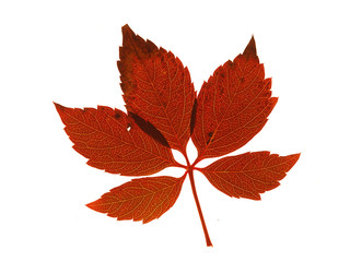 colorful leaf on isolated white background