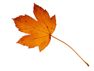 colorful leaf on isolated white background