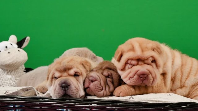 Four Newborn Shar Pei Dog Pups in a Basket Green Screen.

Cute Shar Pei puppies posing and resting in the studio.
Wrinkled tiny cute dogs for a chroma key.
Dog bab closeup.
