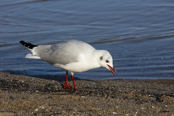 Lachmöwe, (Larus ridibundus), Möwe, (Laridae), Ostseeküste,  Lübecker Bucht, Schleswig-Holstein, Deutschland