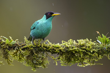 Green Honeycreeper - Chlorophanes spiza, beatiful small colorful honeycreeper from Costa Rica.