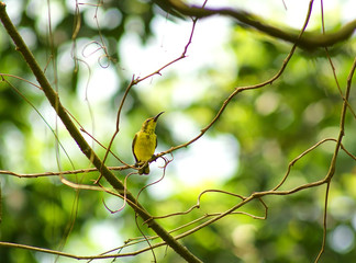 yellow bird in the forest