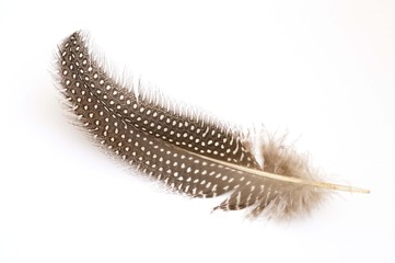 Mole feather of a bird wings on white background
