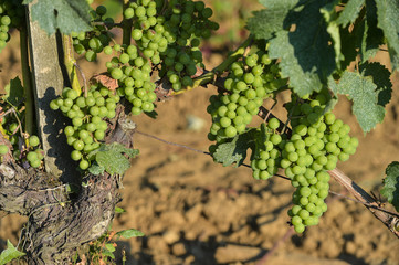 Bunch of green grapes before veraison-Vineyard landscape-Vineyar