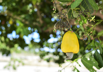 Yellow Cashew nuts fruit on tree