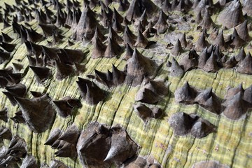 Tree.The bark of a rare tree Araucaria araucana.Mapkey puzzle tree.Mapkey tail tree.Chilean pine