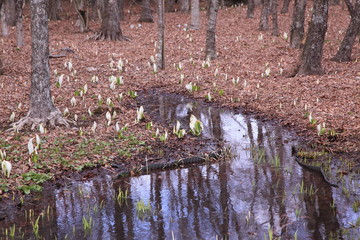 水芭蕉が咲いた森