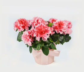 Fully bloomed azalea in a pink fabric flower pot on a white background
