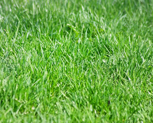 Healthy green lawn without the use of pesticides
