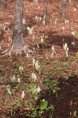 落葉が積もった湿原に咲いた水芭蕉