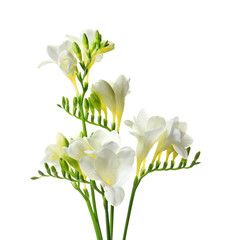 Beautiful freesia flowers on white background