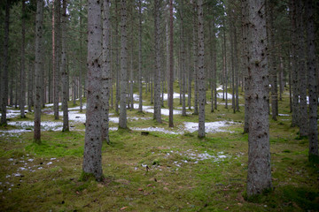 Obraz premium Winter loses its grip over the forest
